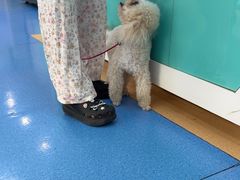 -天使宠物医院·犬猫分诊(彩虹店)