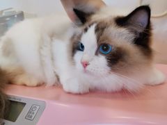 -70cat德文卷毛猫·缅因猫纯种猫舍
