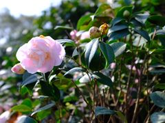 -龙大花卉苗木市场