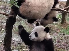 -中国大熊猫保护研究中心雅安碧峰峡基地