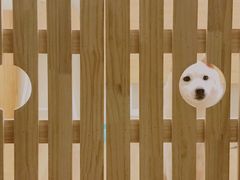 -柴犬小屋·柴餐厅·狗咖食堂(金鼎广场店)