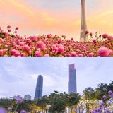 🌻金黄色向日葵花海 广州塔下的浪漫