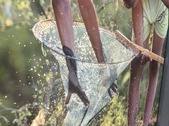 -后湖小院·乡野田园菜