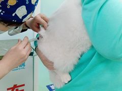 -北京观赏动物医院·24小时大型综合·猫专科·异宠专科