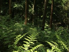 -凤栖山