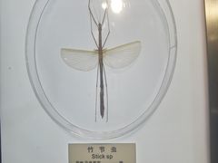 -上海昆虫博物馆
