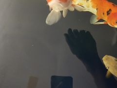 -沈阳李连贵熏肉大饼(兴城店)