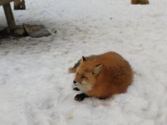 -宫城藏王狐狸村