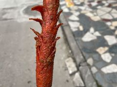 炸火腿-长堤街油炸小吃