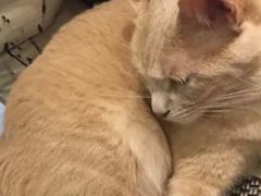 -猫咖时代(中山亭店)