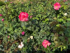 -人民公园(罗湖区)