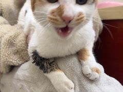 -艾贝尔宠物医院 ·内科全科(梁溪路店)