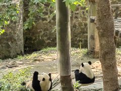 -都江堰中华大熊猫苑