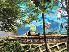 -中国大熊猫保护研究中心雅安碧峰峡基地