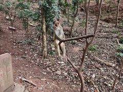 -黔灵山公园