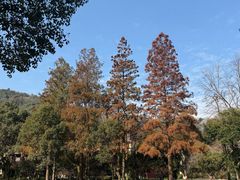 -杭州花家山庄
