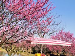-花开海上生态园