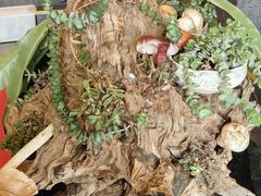 -野菌皇海景野生菌火锅(滨海大道店)
