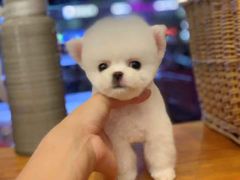 -MOLLY'S萌宠生活馆