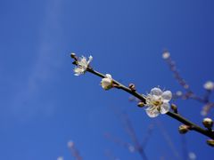 -广州市流溪河国家森林公园