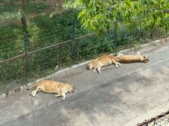 -大连森林动物园