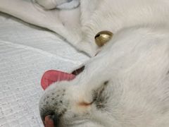 -瑞鹏宠物医院·超声·骨科·奇麟分院(蜀都万达店)