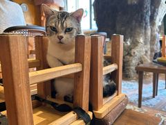 -猫猫幼稚园·撸猫·桌游·电玩