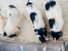 -石家庄市动物园