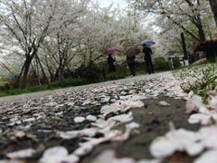 -顾村公园