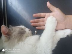 -楼上猫咖(罗湖店)