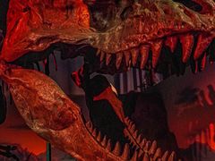 -正佳自然科学博物馆