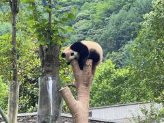 -卧龙中华大熊猫苑神树坪基地