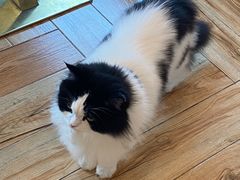 -遇见羊驼·奶狗咖·布偶猫咖·法斗柯基柴犬阿拉斯加(春熙路太古里IFS店)