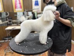 -鑫艺宠物美容培训学校