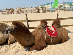 -库伦旗银沙湾旅游景区