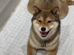 -柴务处·柴犬主题狗咖