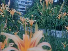 -成都市活水公园