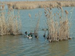 -盐城丹顶鹤湿地生态旅游区