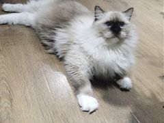 -东方名猫馆·英短金渐层布偶猫舍(环线广场1号楼店)