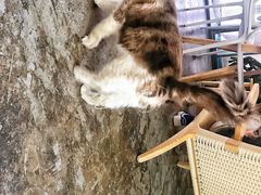 -喵屿·大理花园猫咖