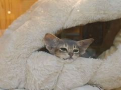 -小猫来了猫舍(福田店)