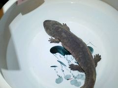 -绿野仙踪·印象(香樟名都店)