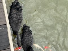 -南京汤山紫清湖生态旅游温泉度假区