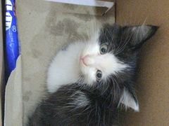 -瑞派名望志远动物医院·猫科·內科·异宠专科(直港大道店)