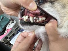 -宠福鑫康馨动物医院·骨科·眼科