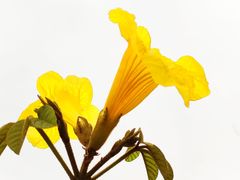 -天适樱花悠乐园