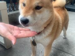 -柴犬高等学院·狗咖·柴犬售卖·宠物训练