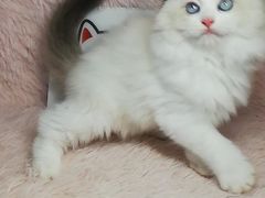 -十年猫舍·猫咪专门店(普陀店)