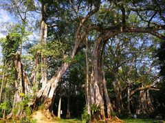 -瑞丽独树成林风景区