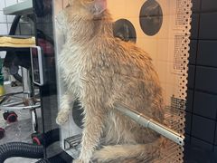 -瑞派宠物医院·犬猫全科·猫友好(宾水西道店)